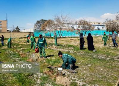 کاشت 560 هزار اصله درخت در شهر تهران، 530 نقطه با گل فرش می شود