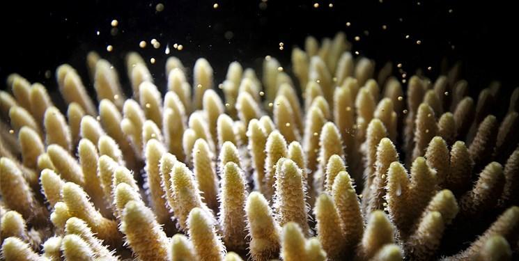 فراوری مرجان دریایی مقاوم در برابر گرما