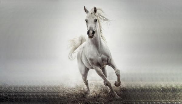 16 عکس اسب سفید زیبا، جدید و با کیفیت برای پروفایل