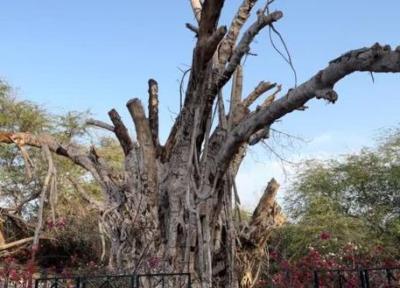 درخت انجیر معابد 500 ساله کیش از بین رفت!