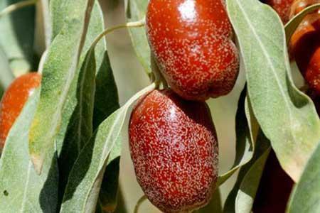 سنجد تلخ و درمان های شیرین آن