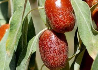 سنجد تلخ و درمان های شیرین آن